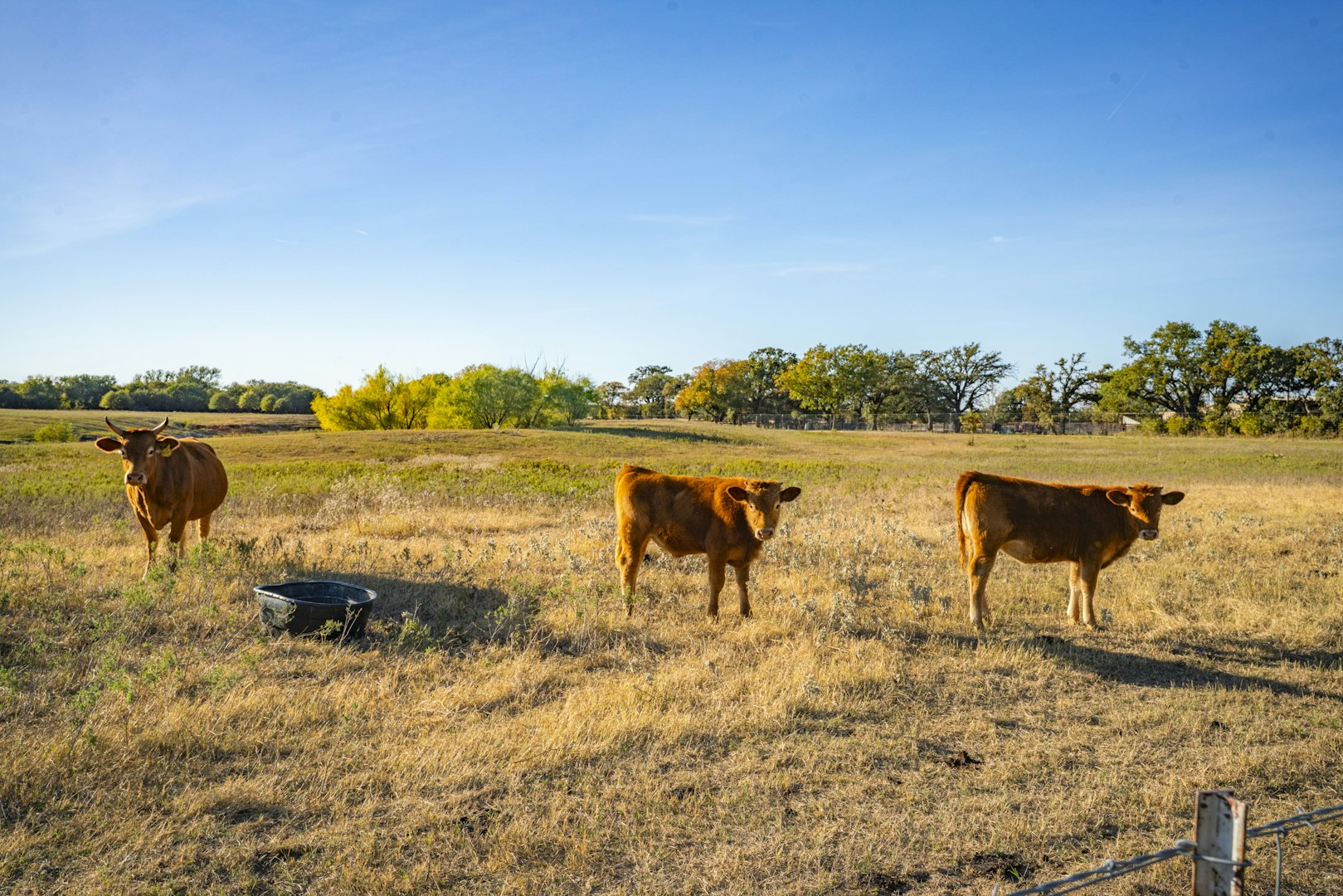 0000 Tbd County Road 290 Rising Star TX 76471