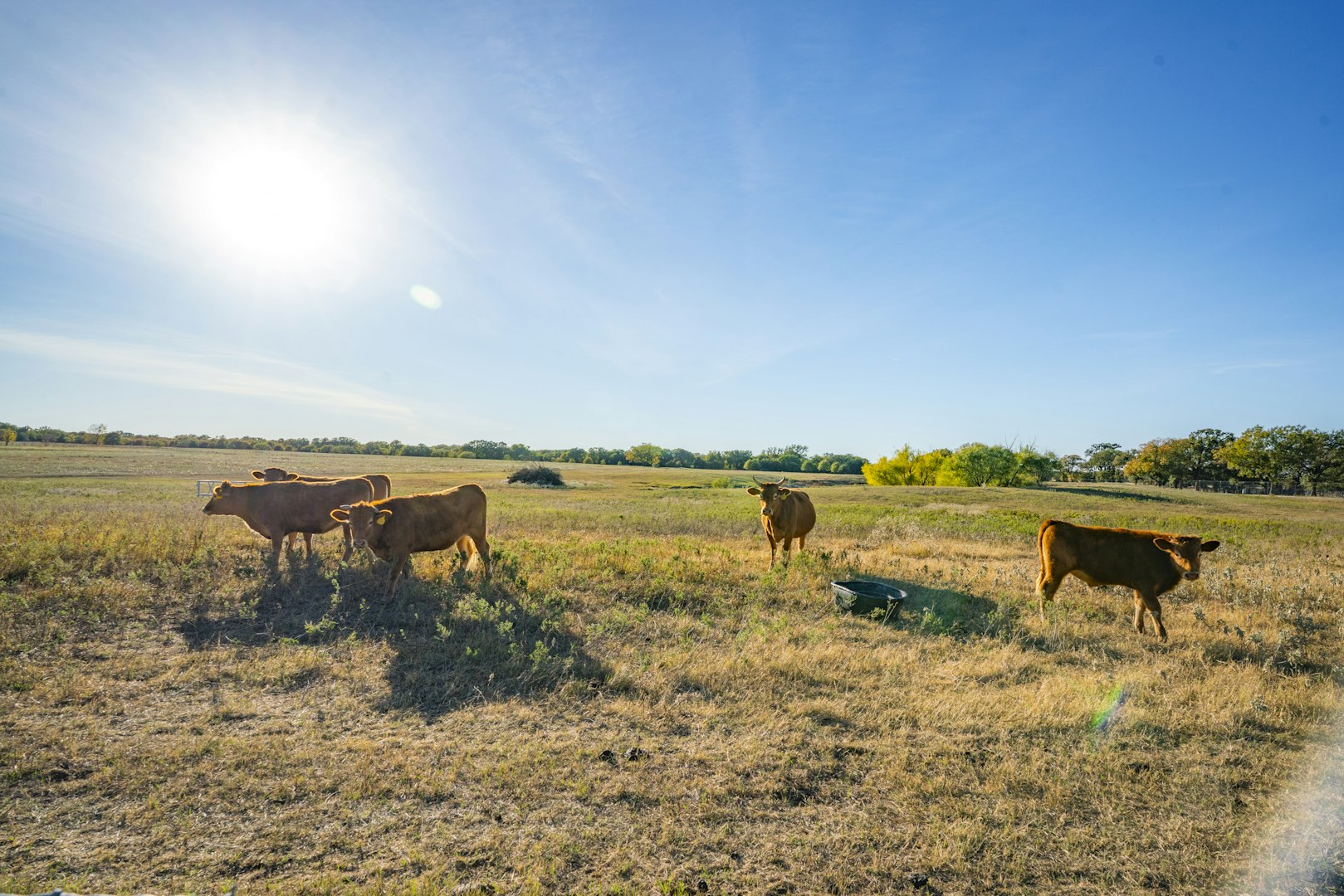 0000 Tbd County Road 290 Rising Star TX 76471