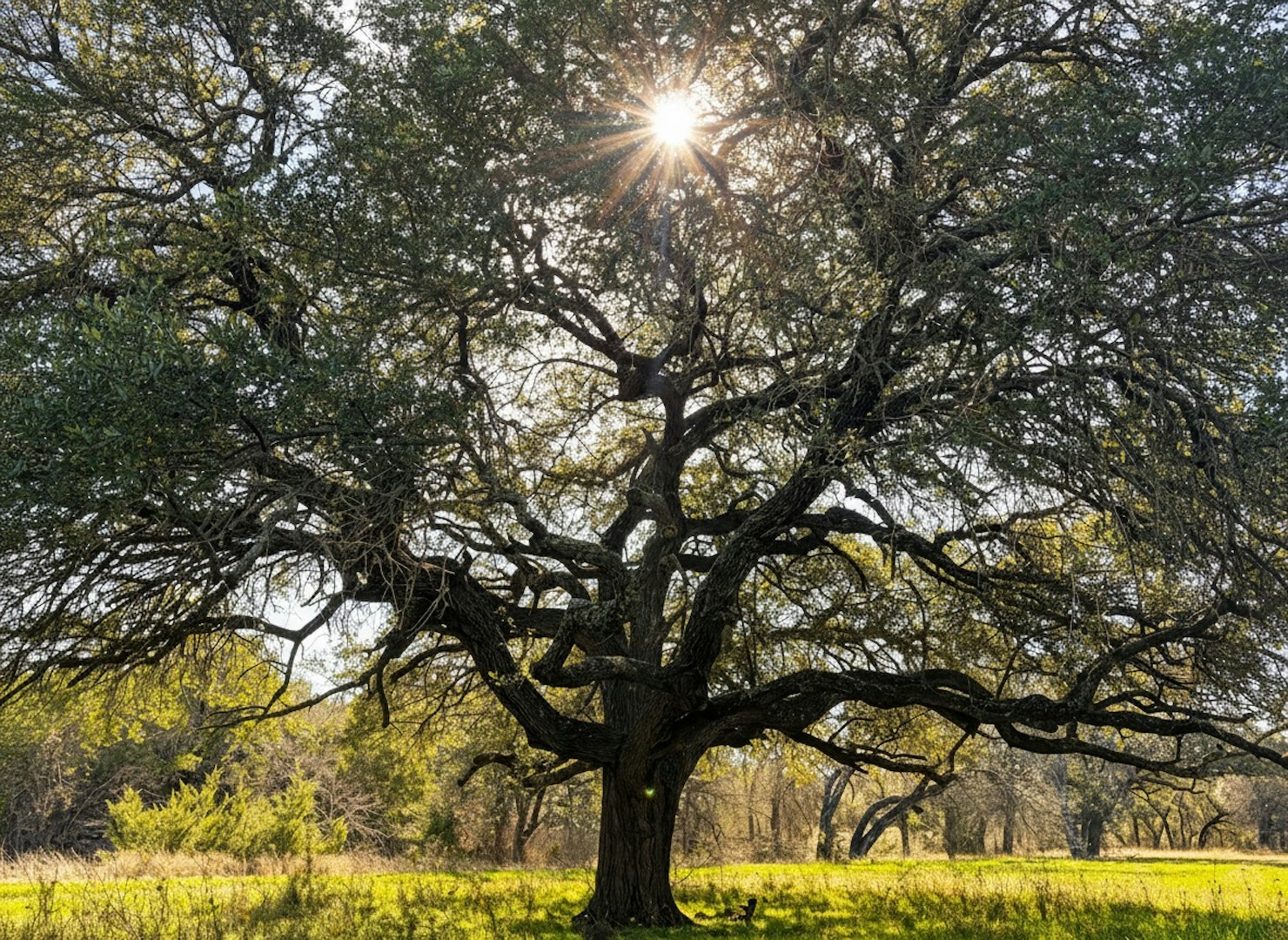 1112 County Road 139 Gatesville TX 76528