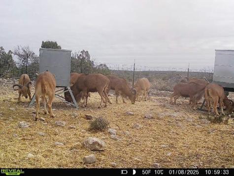 0000 High Lonesome Ranch South Lots 3 And 4 Comstock TX 78837