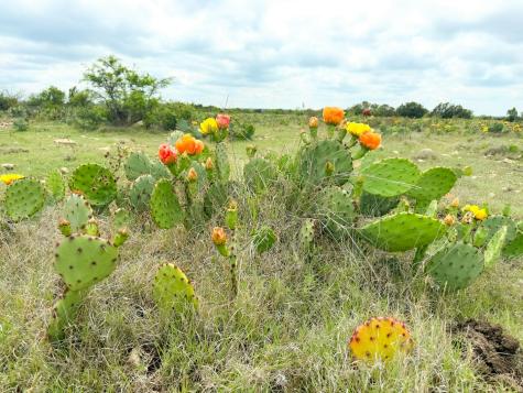 0000 High Lonesome Ranch South Lots 3 And 4 Comstock TX 78837