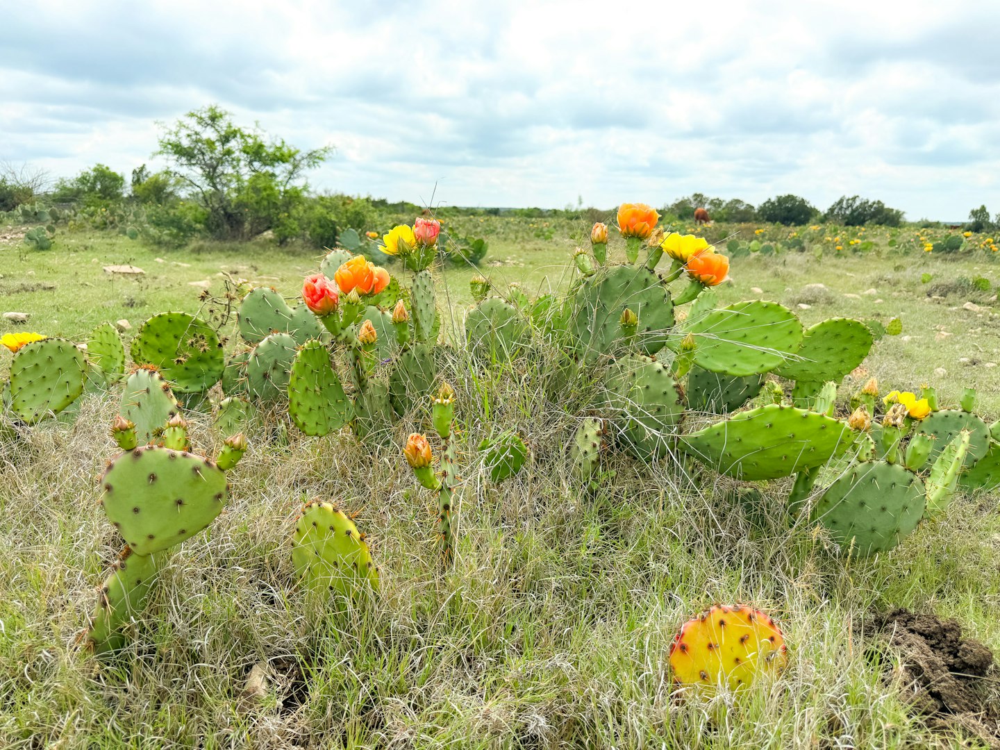 0000 High Lonesome Ranch South Lots 3 And 4 Comstock TX 78837