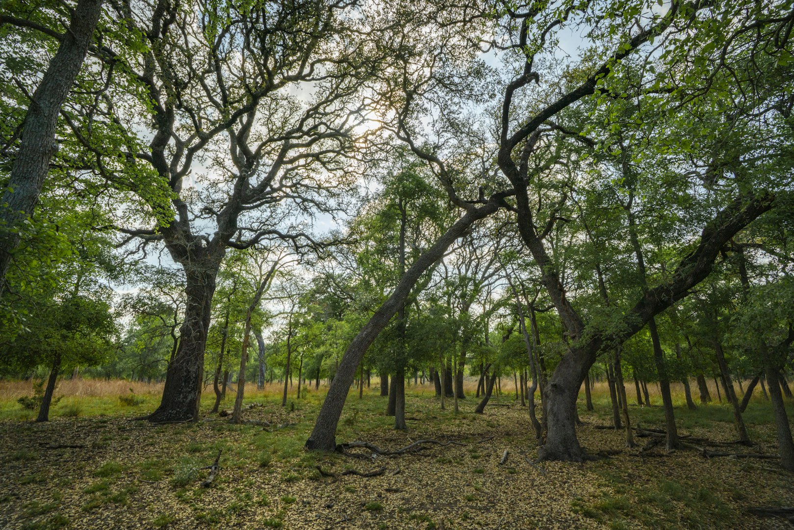0000 Tbd Ranch To Market Road 473 Comfort TX 78013