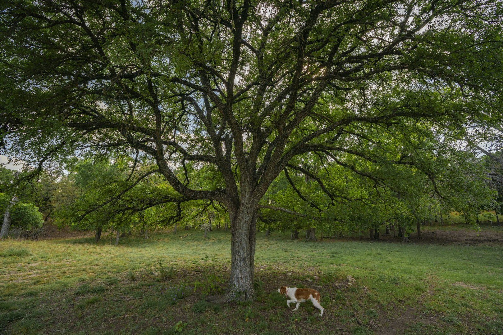 0000 Tbd Ranch To Market Road 473 Comfort TX 78013