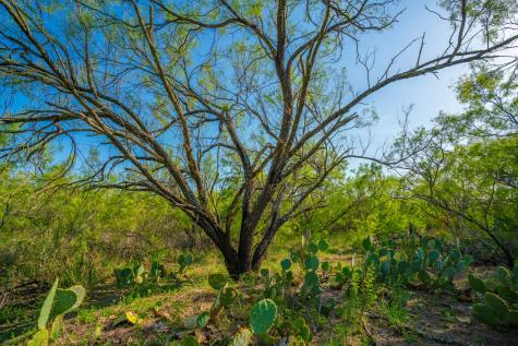 0 Fm 1668 Crystal City TX 78839