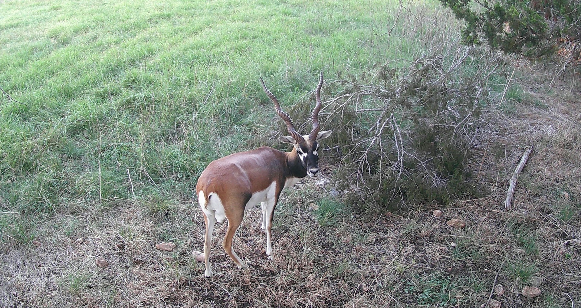 3584 Privilege Creek Road Pipe Creek TX 78063