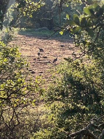 119.51 +/- Acres Out Of Abst 144, Survey Robert R Raineysec Pre Woodson TX 76491