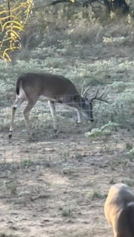119.51 +/- Acres Out Of Abst 144, Survey Robert R Raineysec Pre Woodson TX 76491
