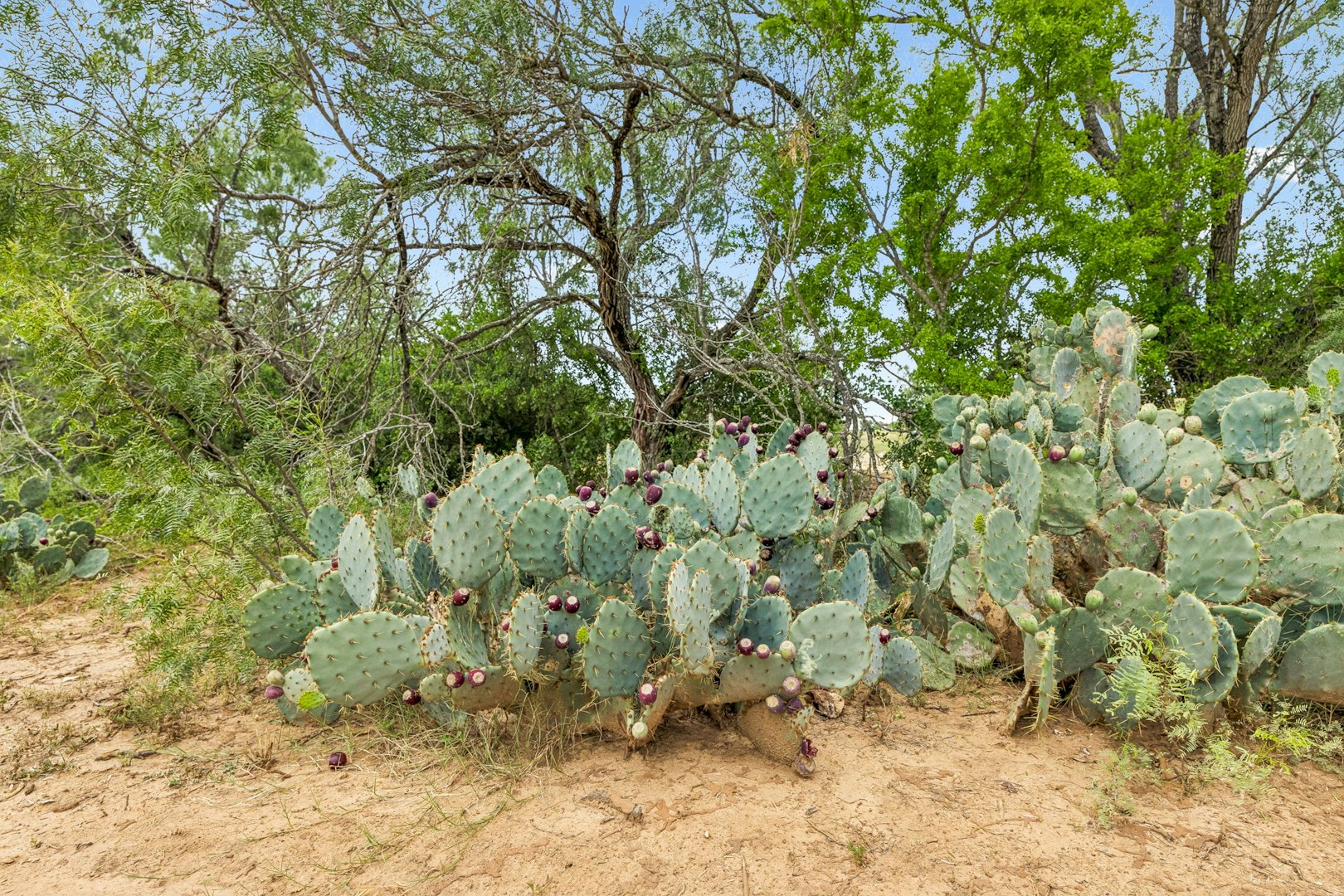 3285 Pittman Road Saint Hedwig TX 78152