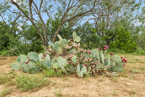 3285 Pittman Road Saint Hedwig TX 78152