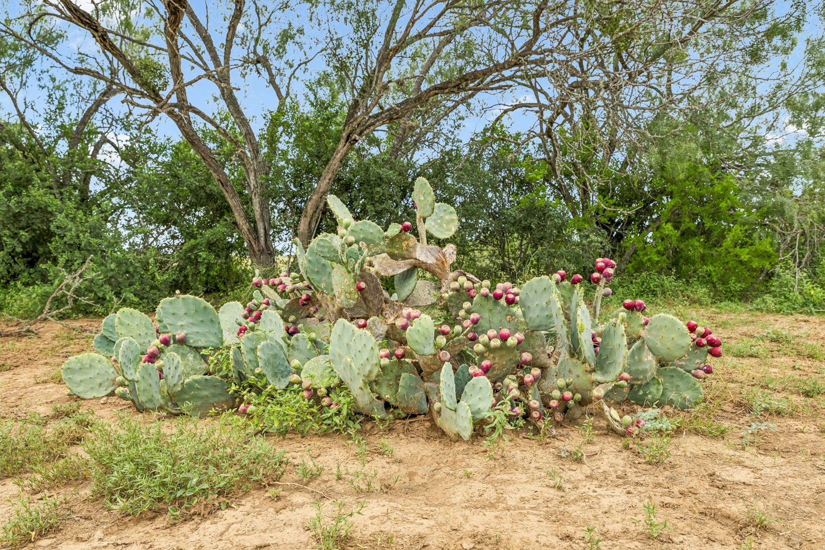 3285 Pittman Road Saint Hedwig TX 78152