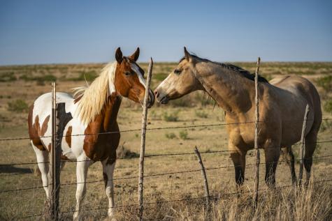 315 Cricket Road Fort Sumner NM 88119