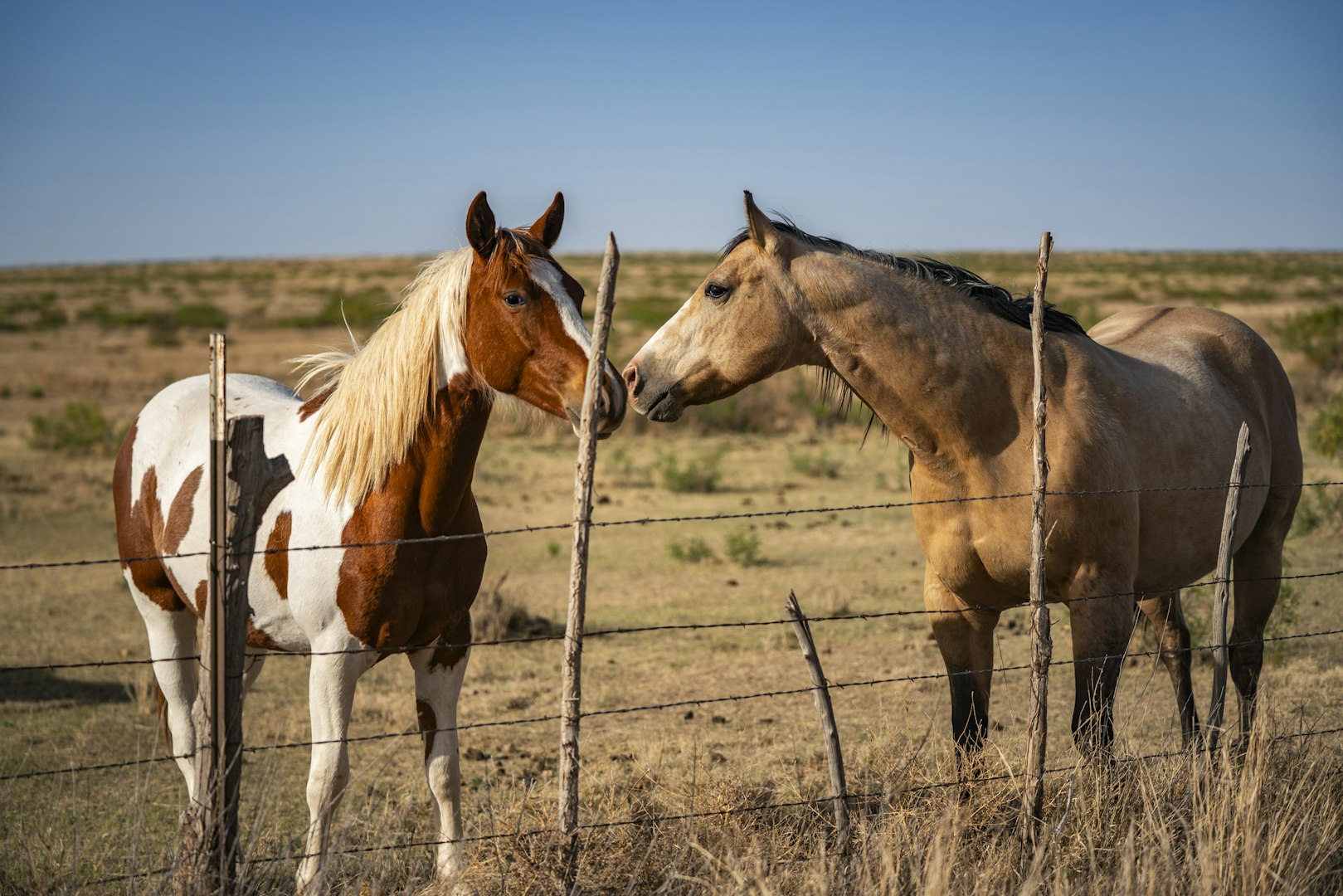 315 Cricket Road Fort Sumner NM 88119