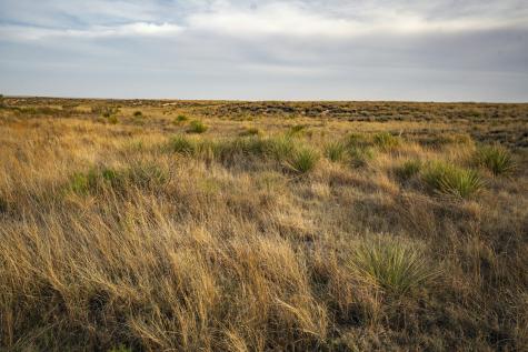 315 Cricket Road Fort Sumner NM 88119