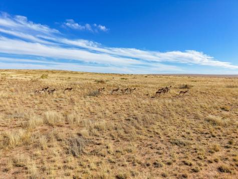 315 Cricket Road Fort Sumner NM 88119