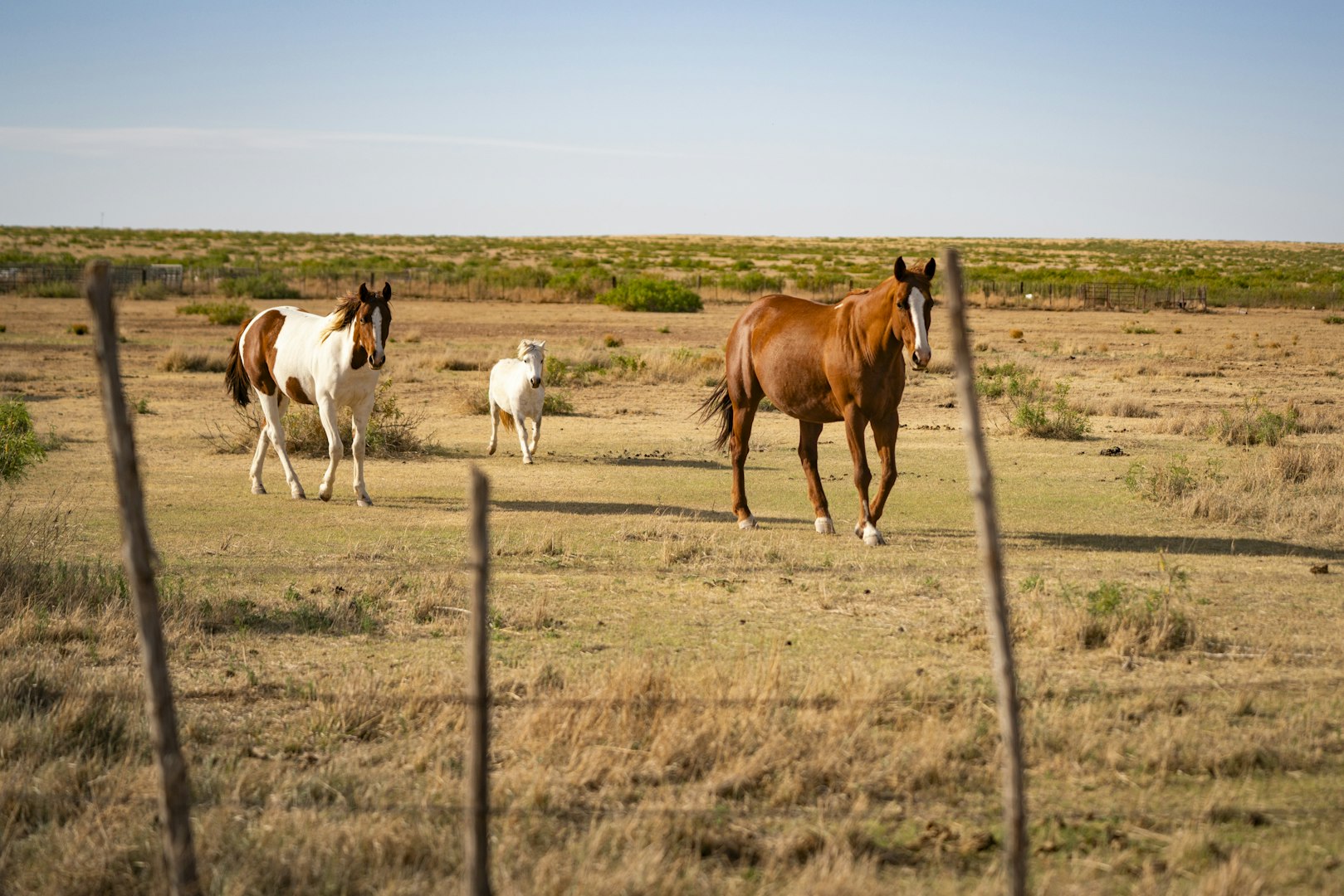 315 Cricket Road Fort Sumner NM 88119