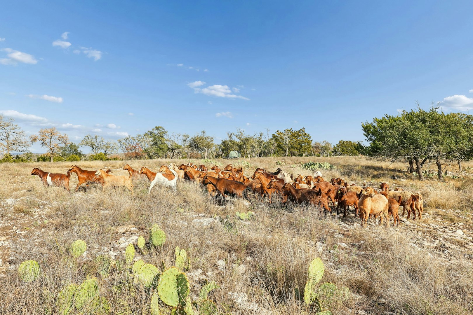 1106 Perry Ranch Road Fredericksburg TX 78624