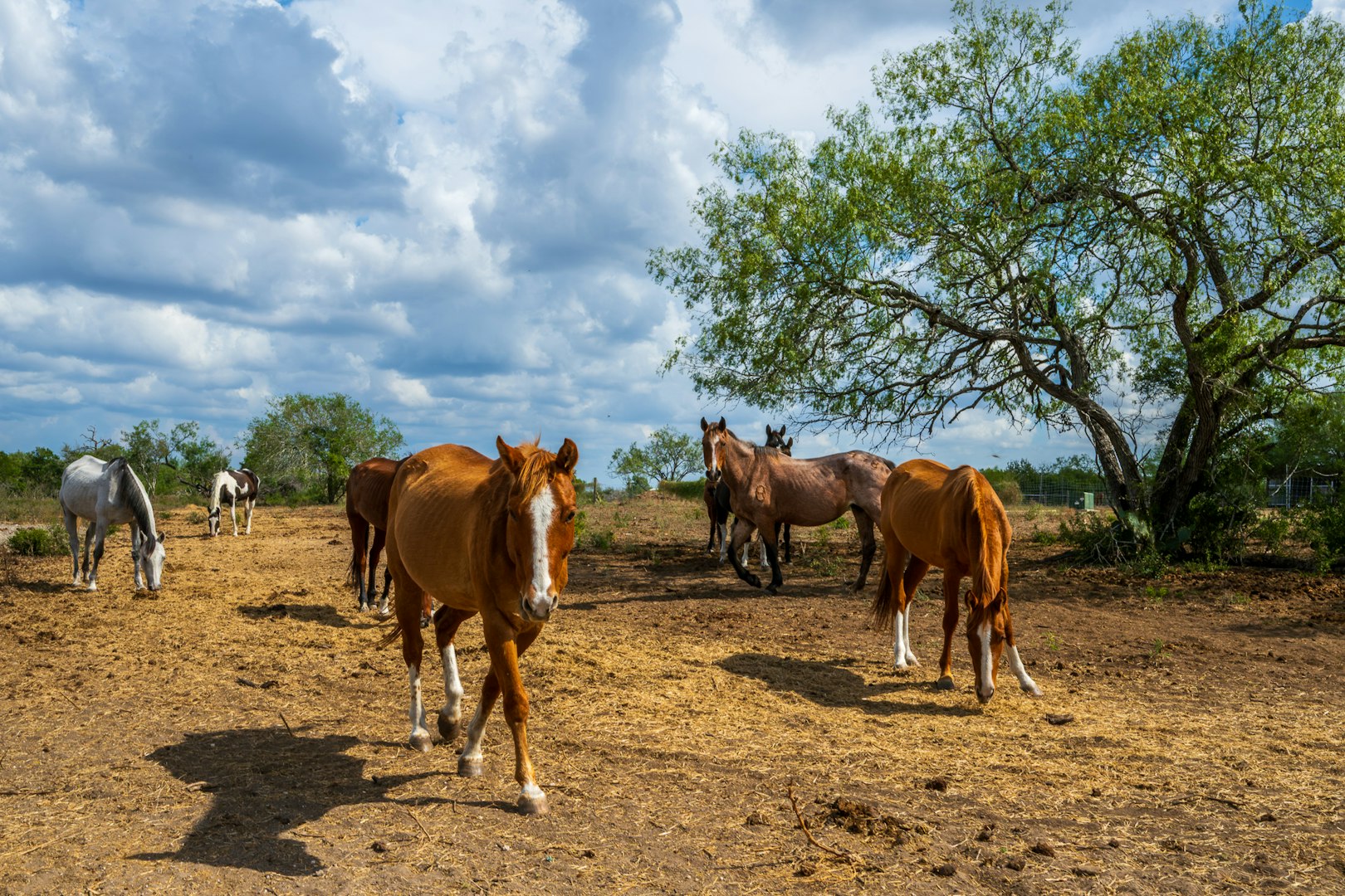 947 County Road 302 Sandia TX 78383