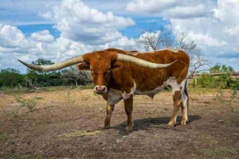 947 County Road 302 Sandia TX 78383