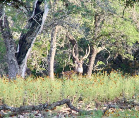 149 Bloodhound Trail Boerne TX 78006