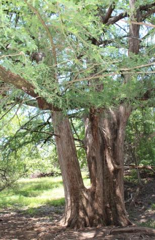 149 Bloodhound Trail Boerne TX 78006