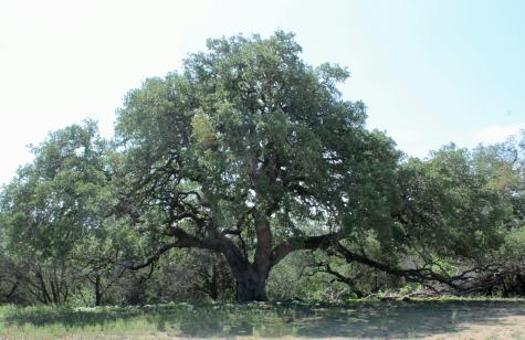 149 Bloodhound Trail Boerne TX 78006