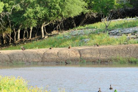 149 Bloodhound Trail Boerne TX 78006