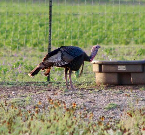 149 Bloodhound Trail Boerne TX 78006