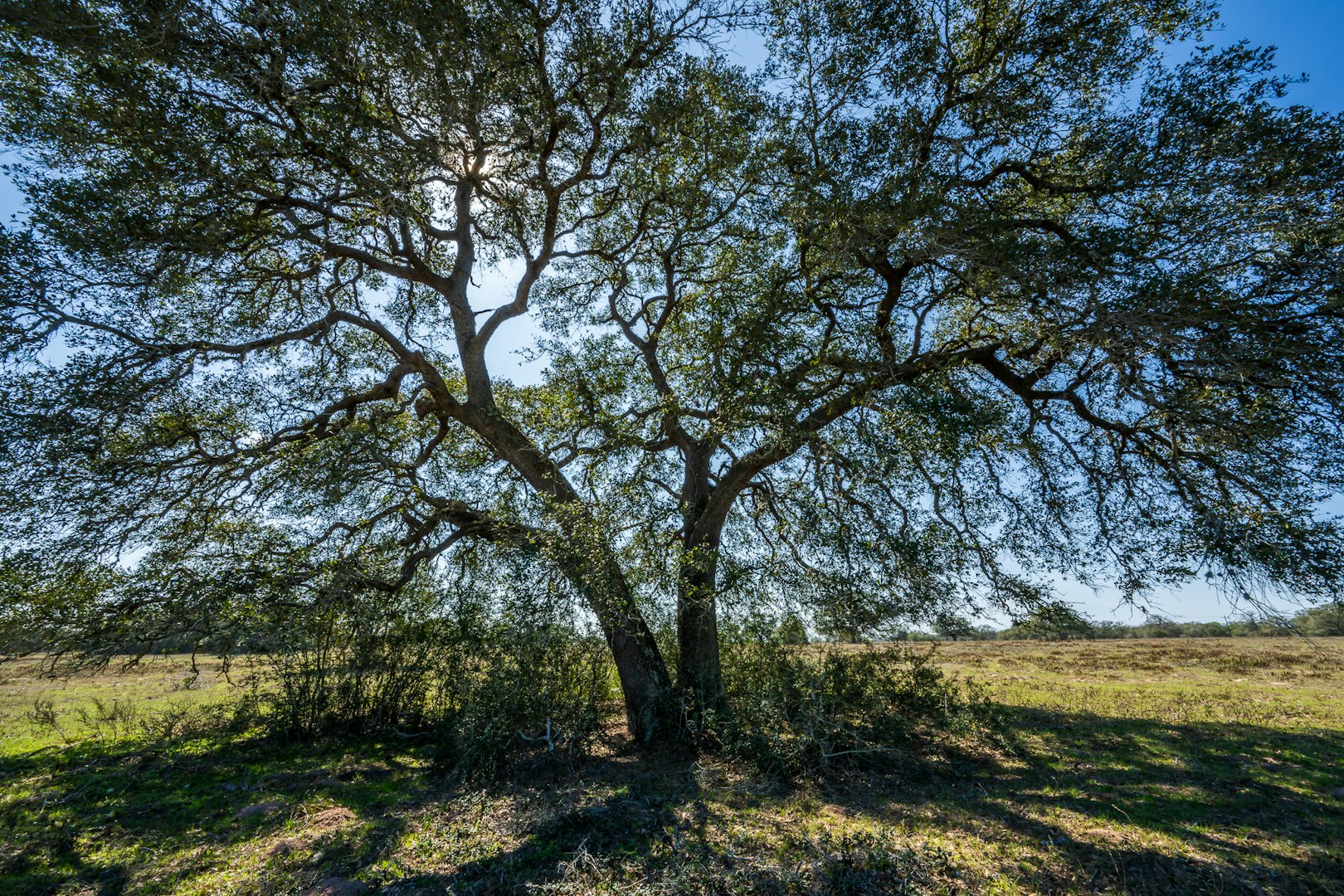 16297b Tx- 111 Yoakum TX 77995