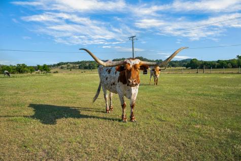 103 Waring Welfare Road Boerne TX 78006