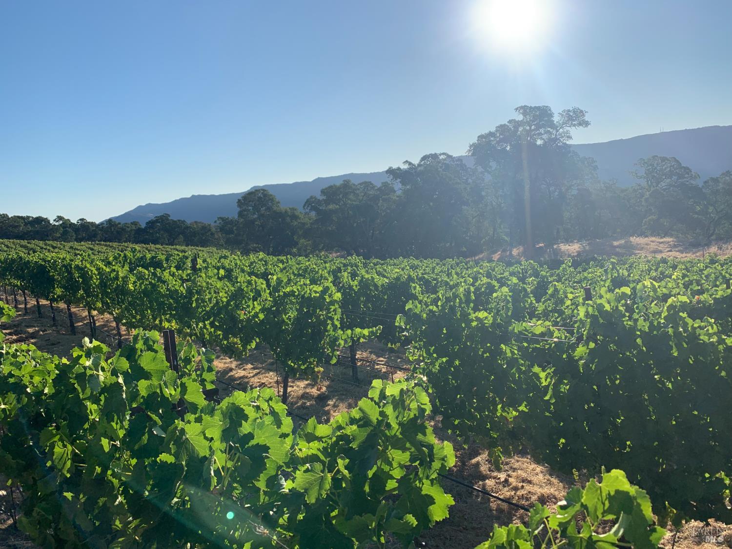 65 Longhorn Ridge Road Napa CA 94558