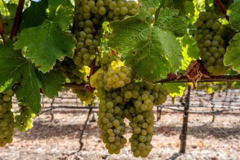 3340 Lichau Road Penngrove CA 94951