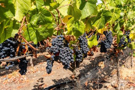 3340 Lichau Road Penngrove CA 94951