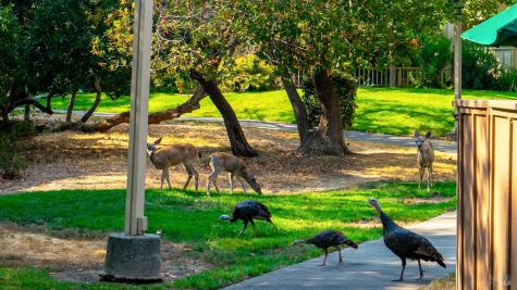 5 Charmaine Court Novato CA 94949