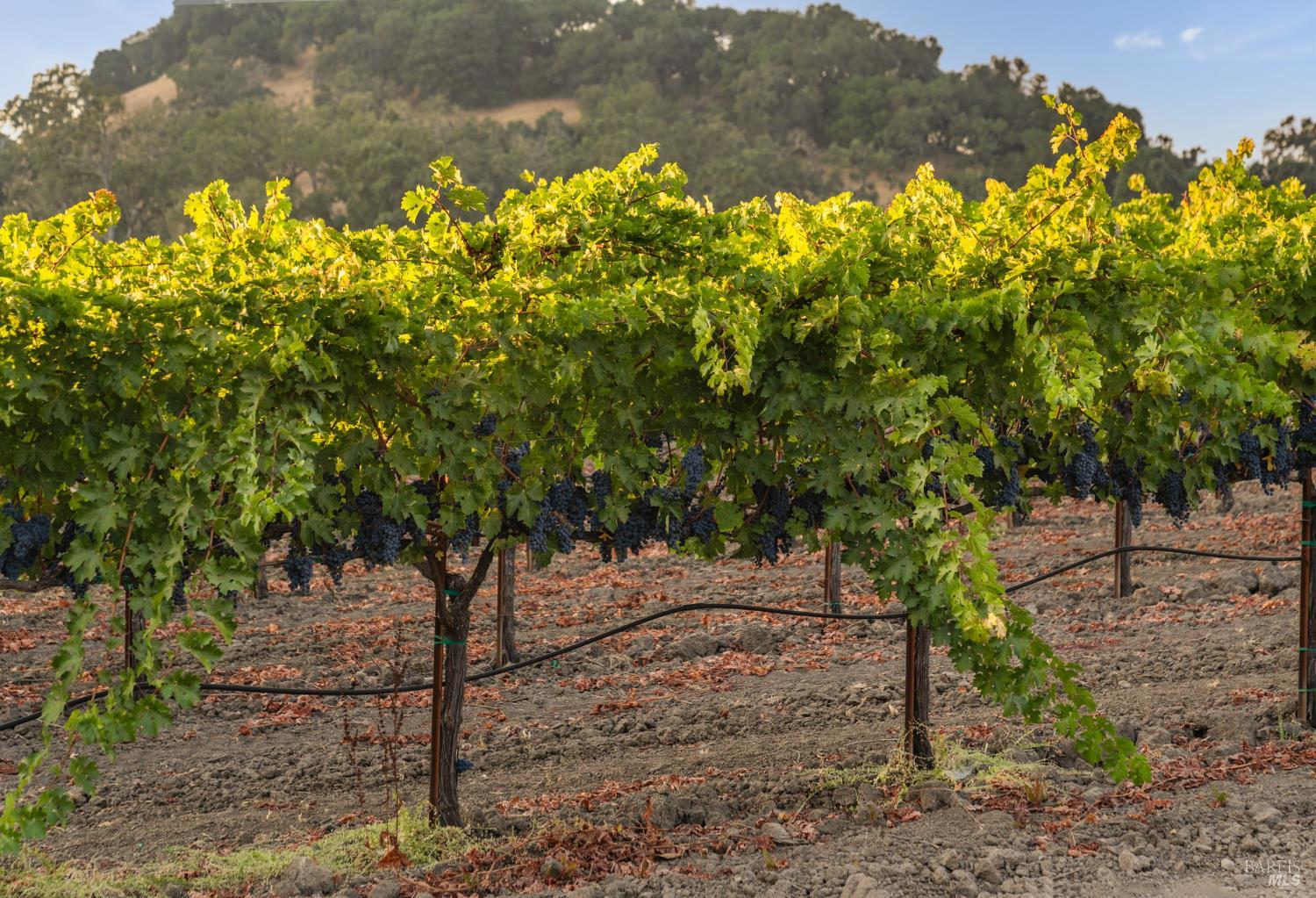 6950 Yount Street Yountville CA 94599
