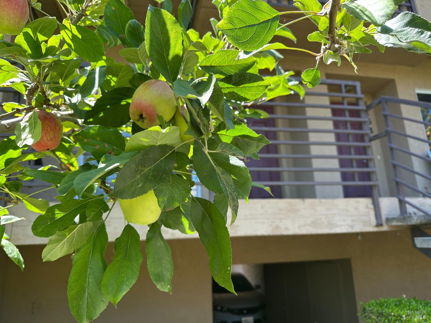 1152 Pear Tree Lane Napa CA 94558