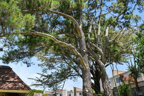 74 Mariner Green Drive Corte Madera CA 94925