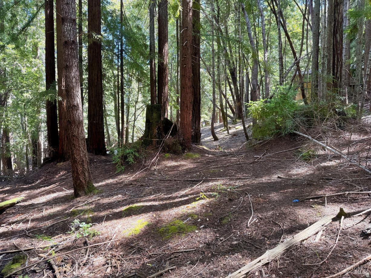 2421 Otter Lane Willits CA 95490