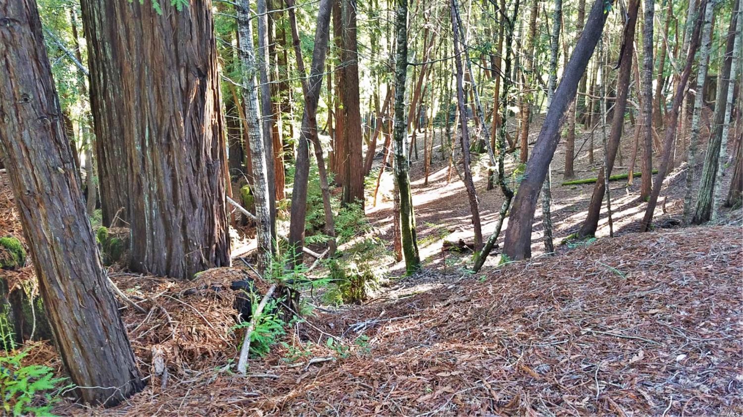 2421 Otter Lane Willits CA 95490