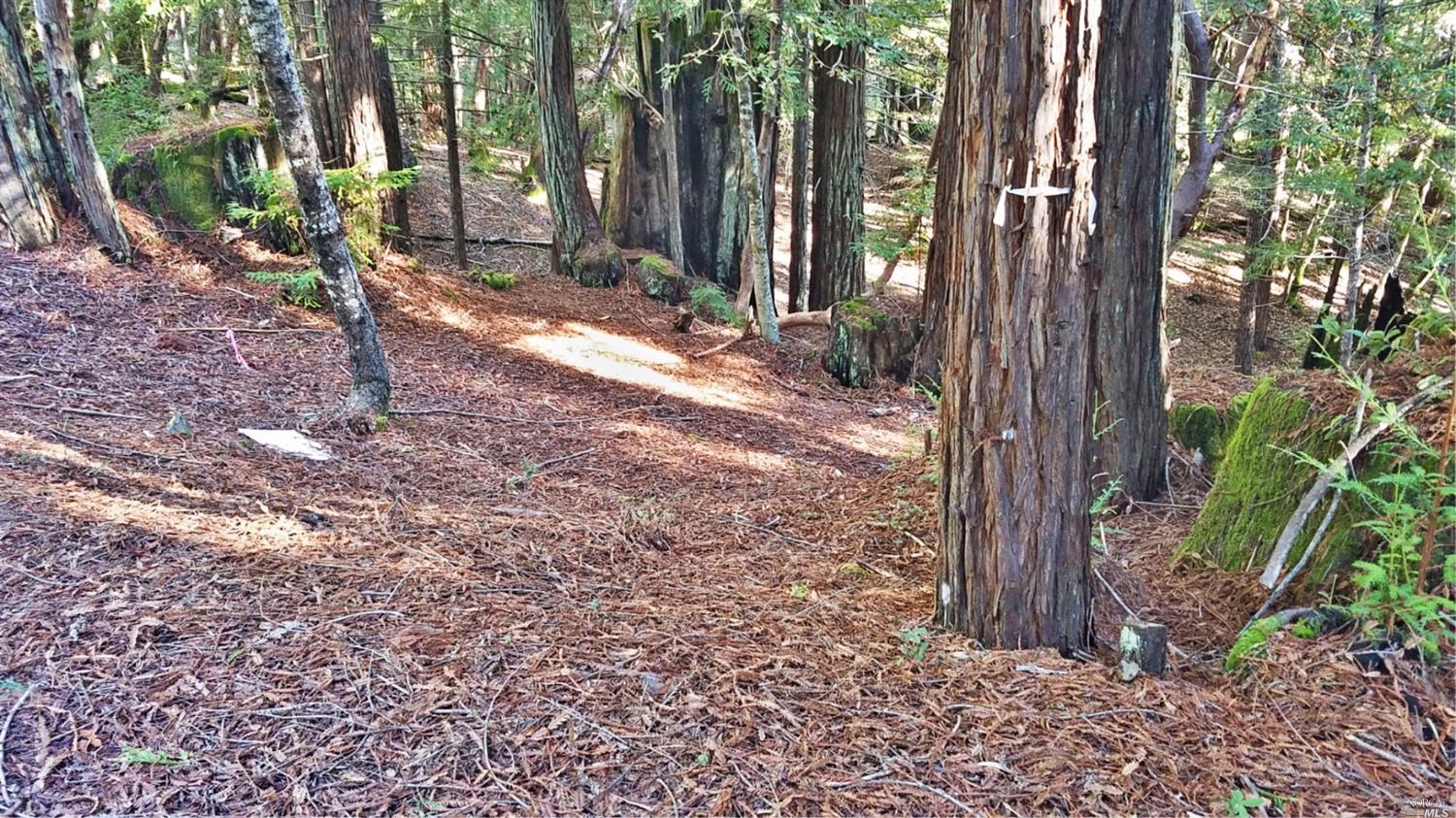 2421 Otter Lane Willits CA 95490