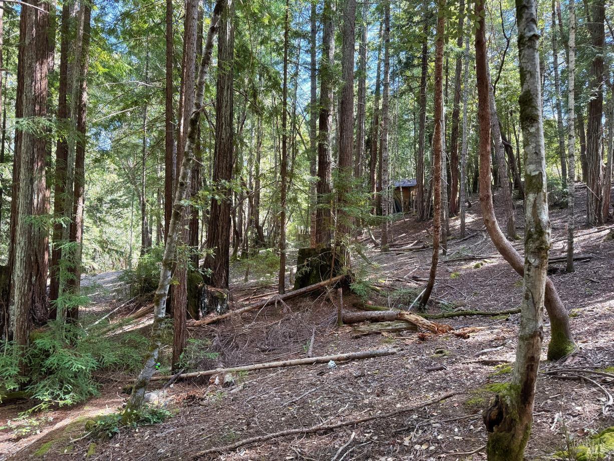 2421 Otter Lane Willits CA 95490