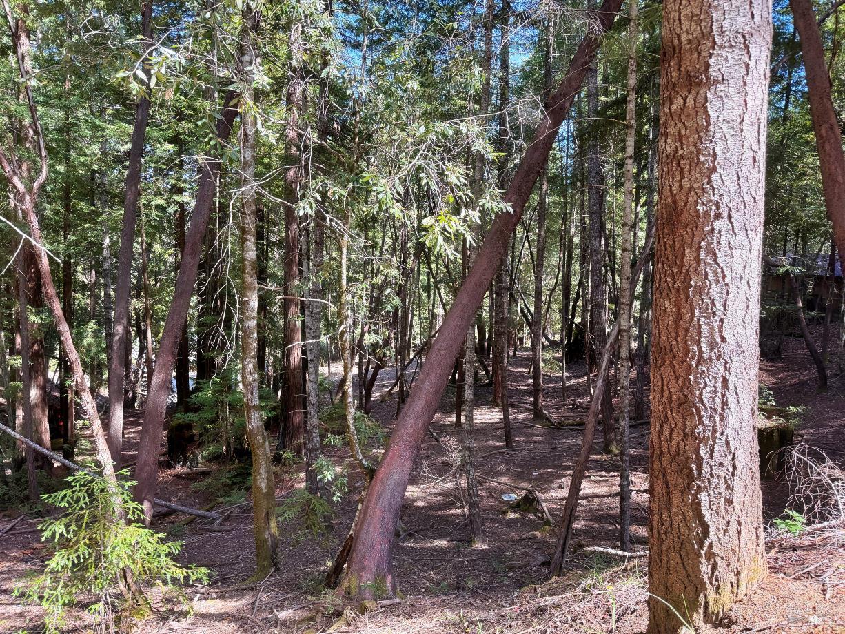2421 Otter Lane Willits CA 95490
