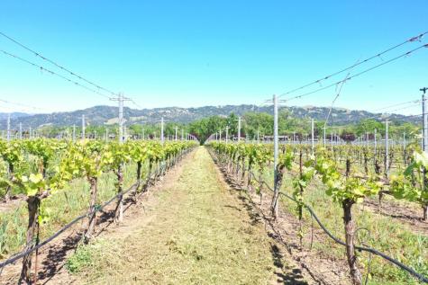 5520-1 W Soda Rock Lane Healdsburg CA 95448