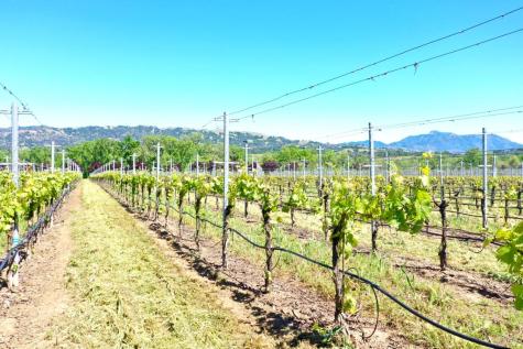 5520-1 W Soda Rock Lane Healdsburg CA 95448