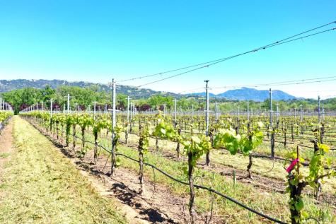 5520-1 W Soda Rock Lane Healdsburg CA 95448