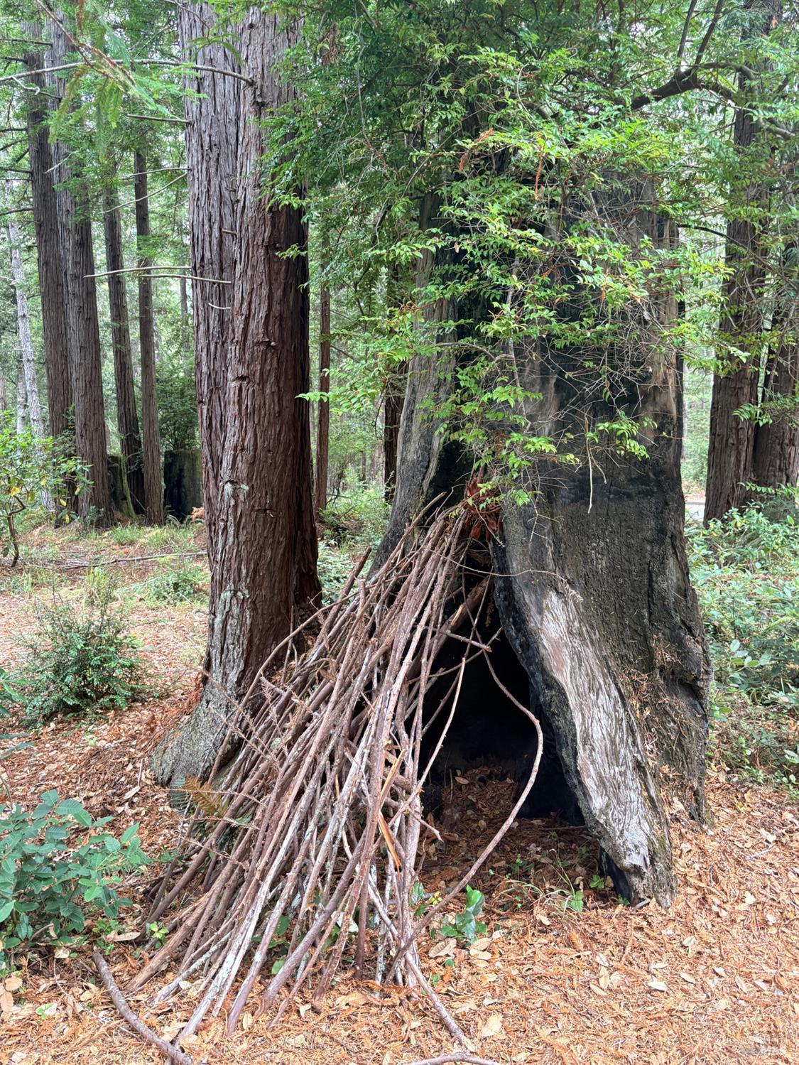 399 Lumberjack Close Road The Sea Ranch CA 95497
