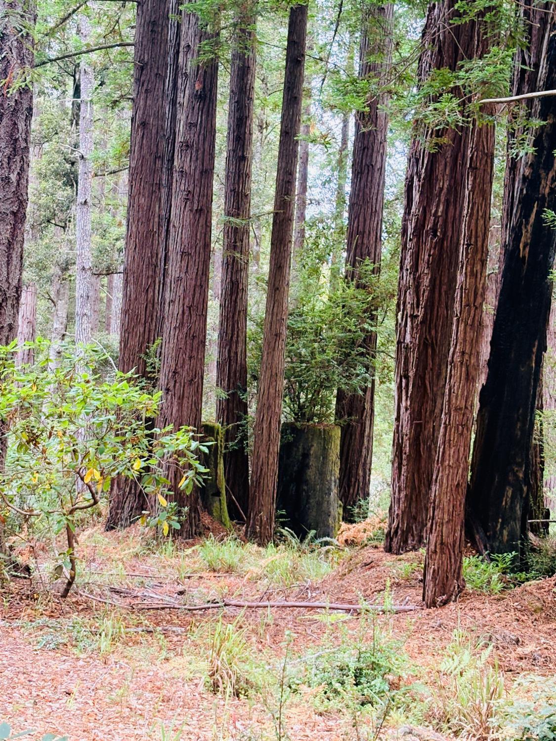399 Lumberjack Close Road The Sea Ranch CA 95497