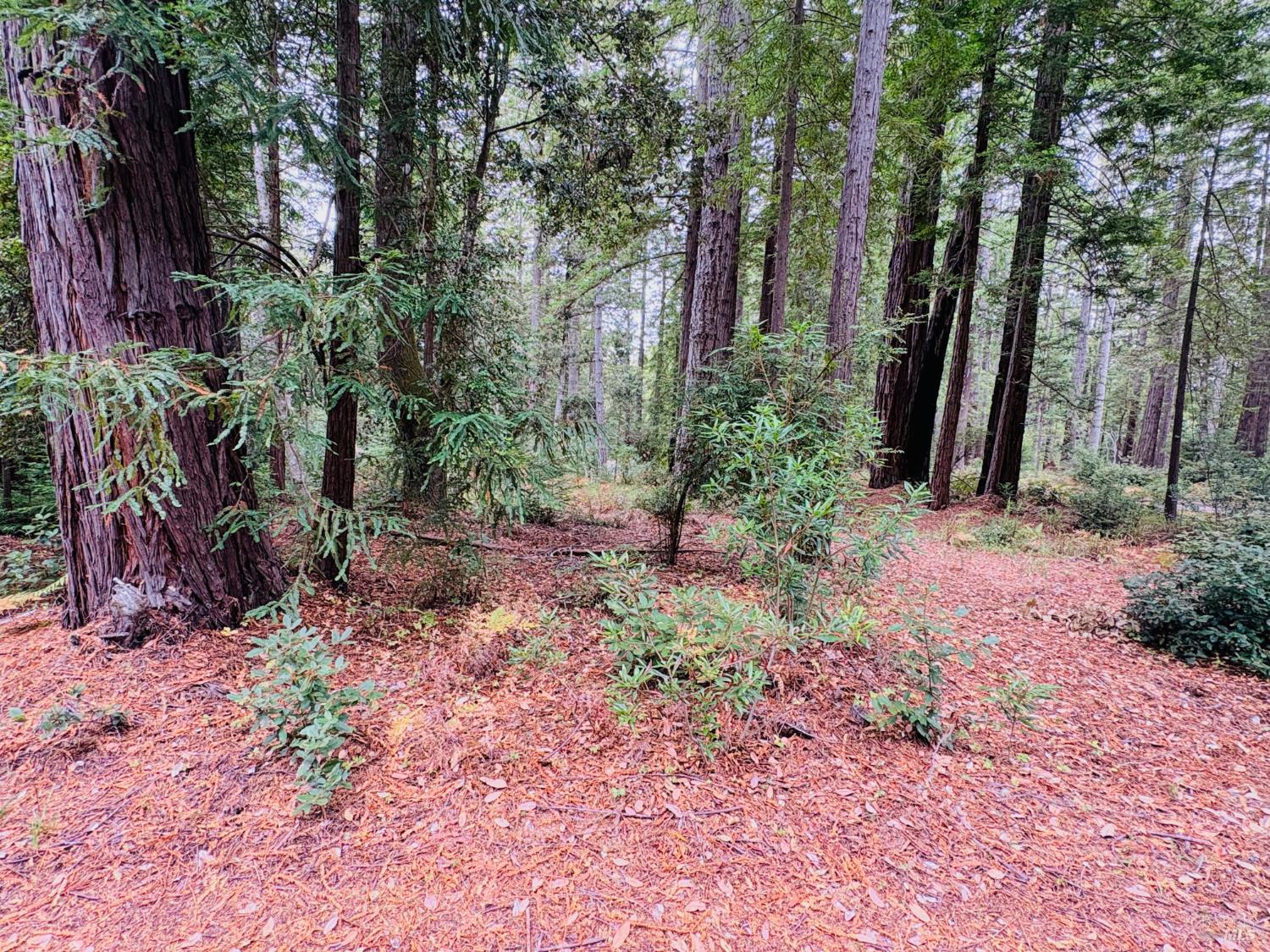 399 Lumberjack Close Road The Sea Ranch CA 95497