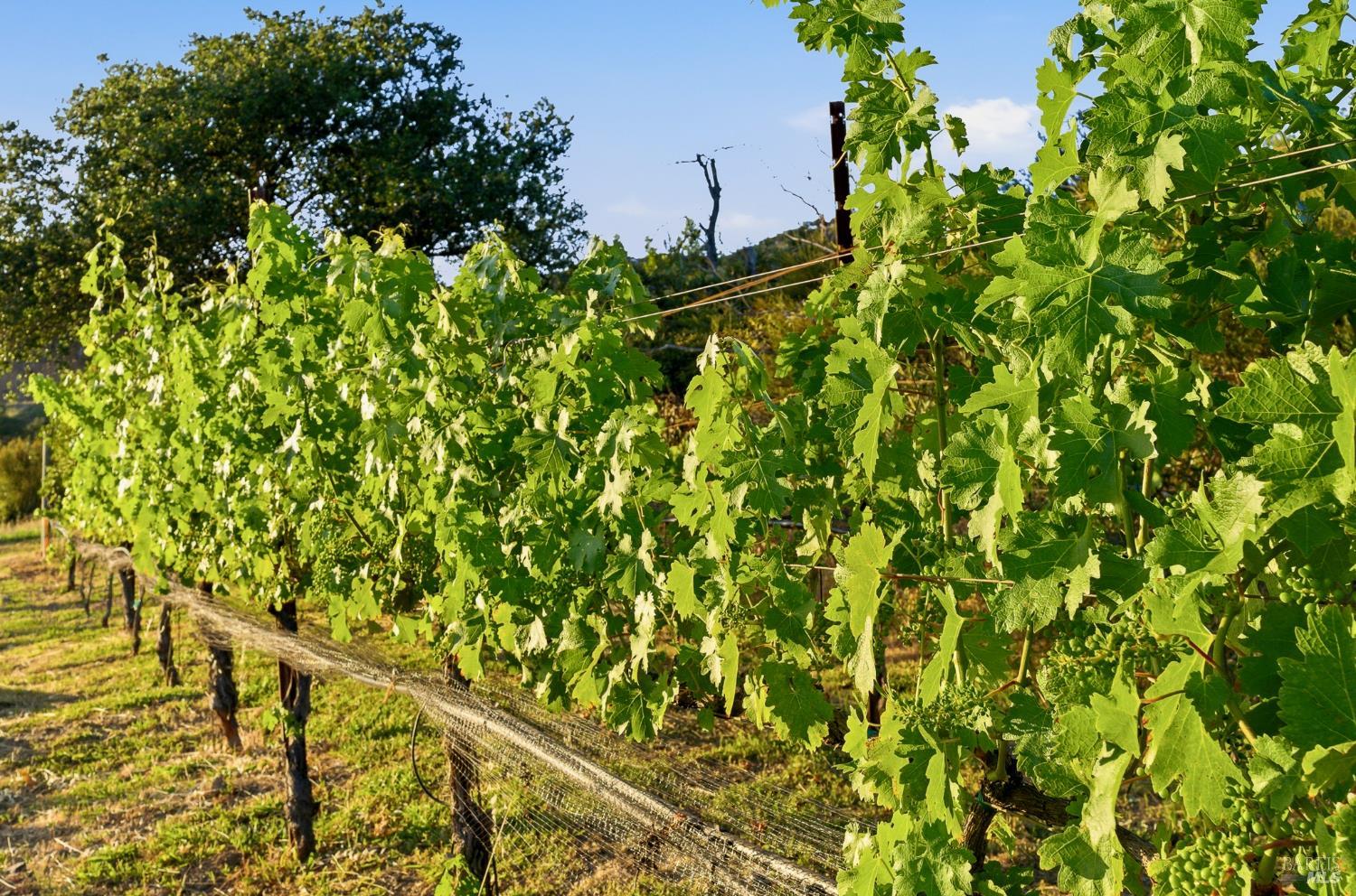 2520 Atlas Peak Road Napa CA 94558