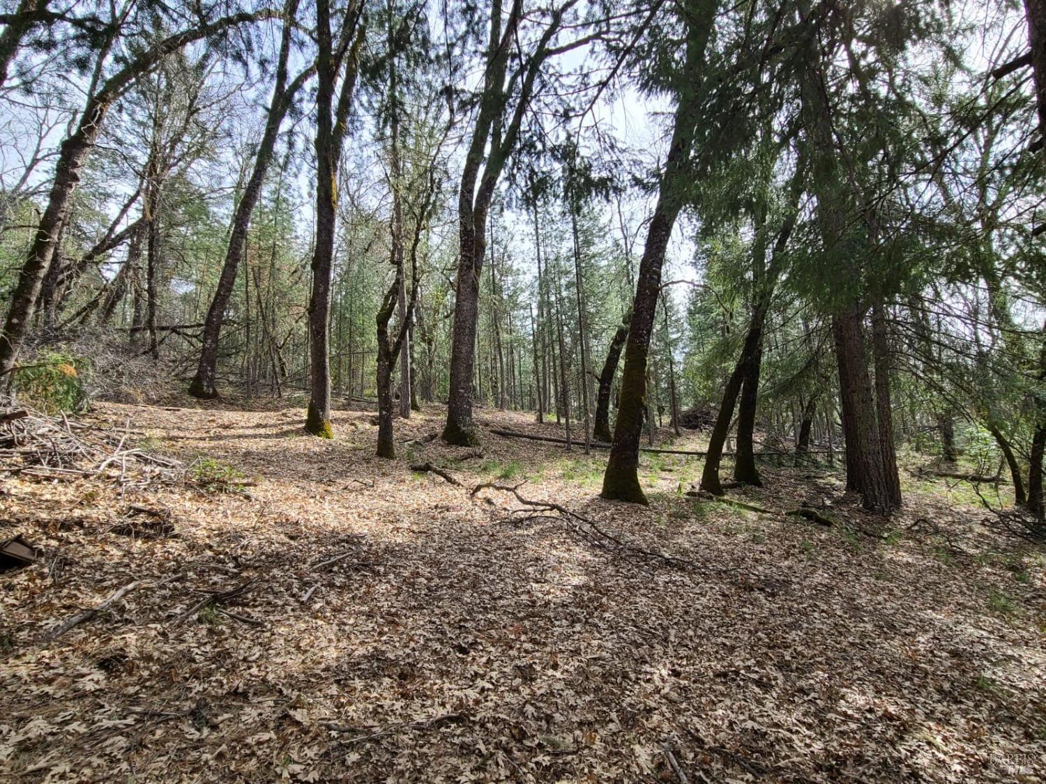 47700 Bentley Ridge Road Covelo CA 95428